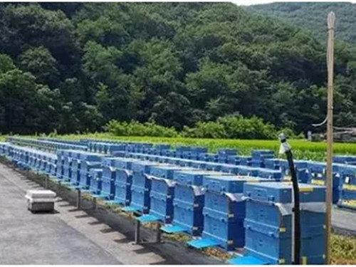 EPP蜜(mi)蜂養殖箱 EPP蜜(mì)蜂養殖箱